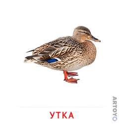 Карточка Домана Утка