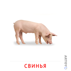 Свинья — карточка Домана для распечатки