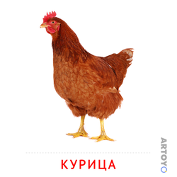 Карточка Домана «Курица» из категории Карточки Домана на тему «Животные и их детеныши