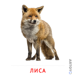 Карточки Домана для детей на тему «Животные: карточка Домана Лиса