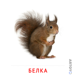 Карточки Домана для детей на тему «Животные: карточка Домана Белка