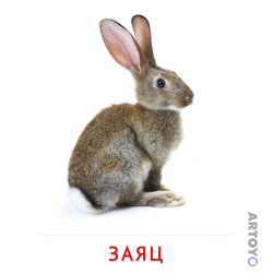 Карточка Домана Заяц — А4