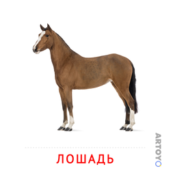 Карточка Домана «Лошадь» из категории Карточки Домана на тему «Животные и их детеныши